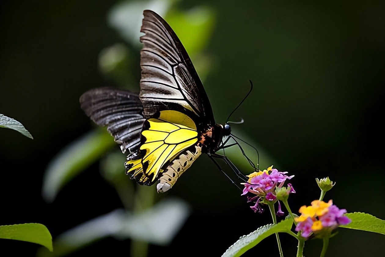 多达15亿只云南金平蝴蝶大爆发400余种蝴蝶震撼飞舞蝴蝶谷