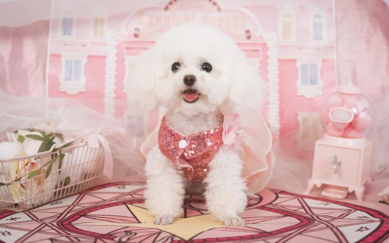 泰迪一生中有“几个愿望”，第一个就有很多主人做不到休闲区蓝鸢梦想 - Www.slyday.coM