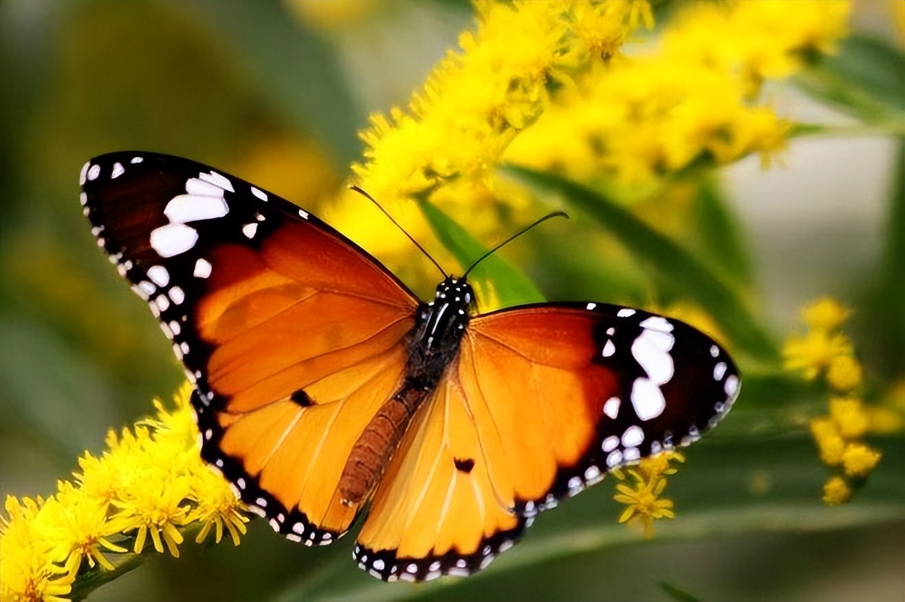 多达15亿只云南金平蝴蝶大爆发400余种蝴蝶震撼飞舞蝴蝶谷