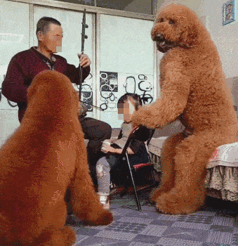 泰迪一生中有“几个愿望”，第一个就有很多主人做不到休闲区蓝鸢梦想 - Www.slyday.coM