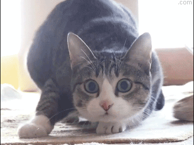 猫咪在捕猎前会"扭屁股",这是为什么呢?|猫咪|屁股|捕猎_新浪新闻