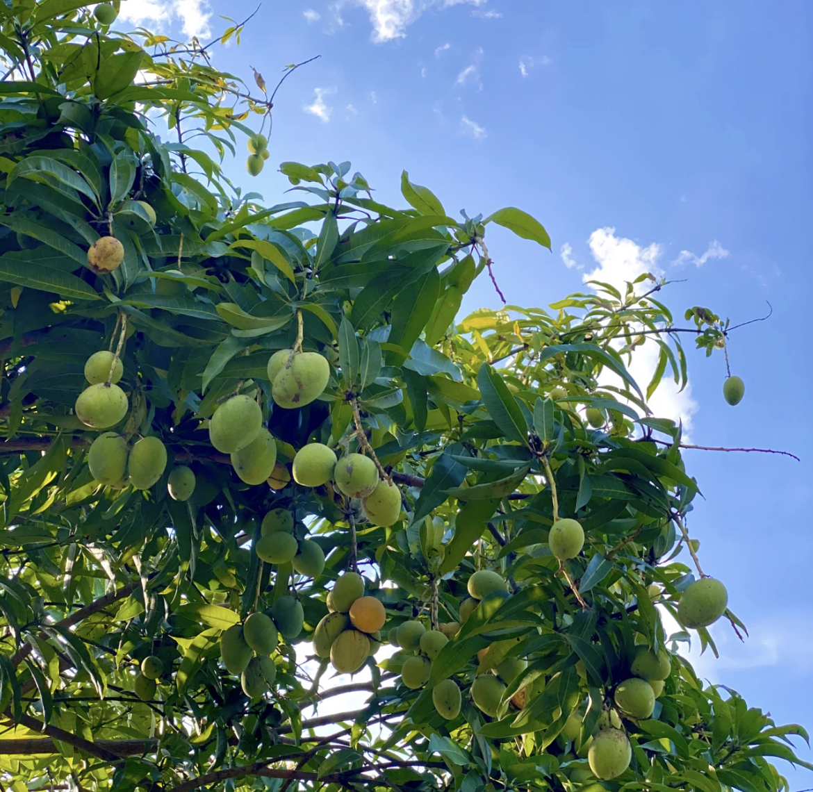 梧州街道的绿化芒成熟了,你会去摘吗?|芒果|芒果树|梧州_新浪新闻