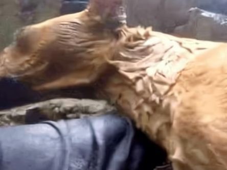 男子河边垂钓，发现水里有动静，看清后气愤不已！休闲区蓝鸢梦想 - Www.slyday.coM