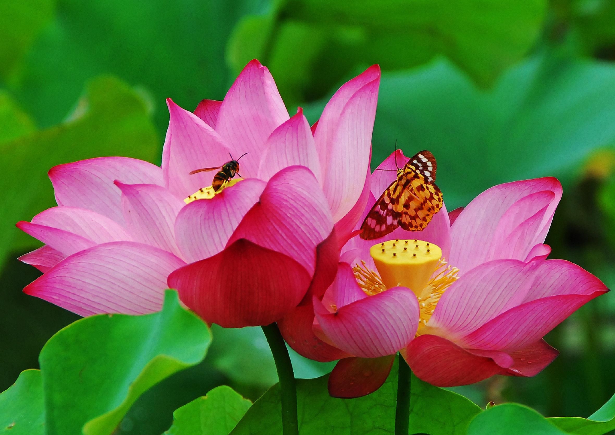 广州花都并蒂莲含苞待放