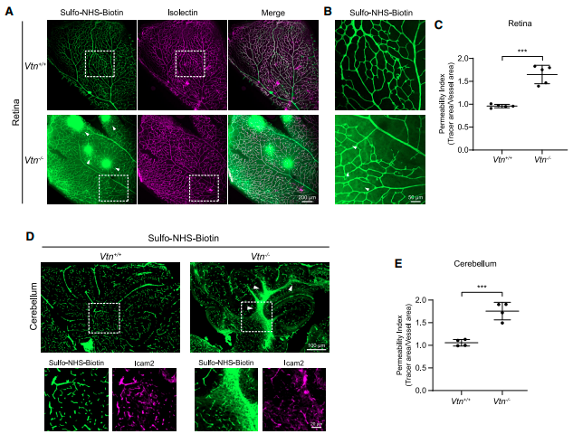Streptavidin-HRP是什么 辣根过氧化物酶HRP应用场景