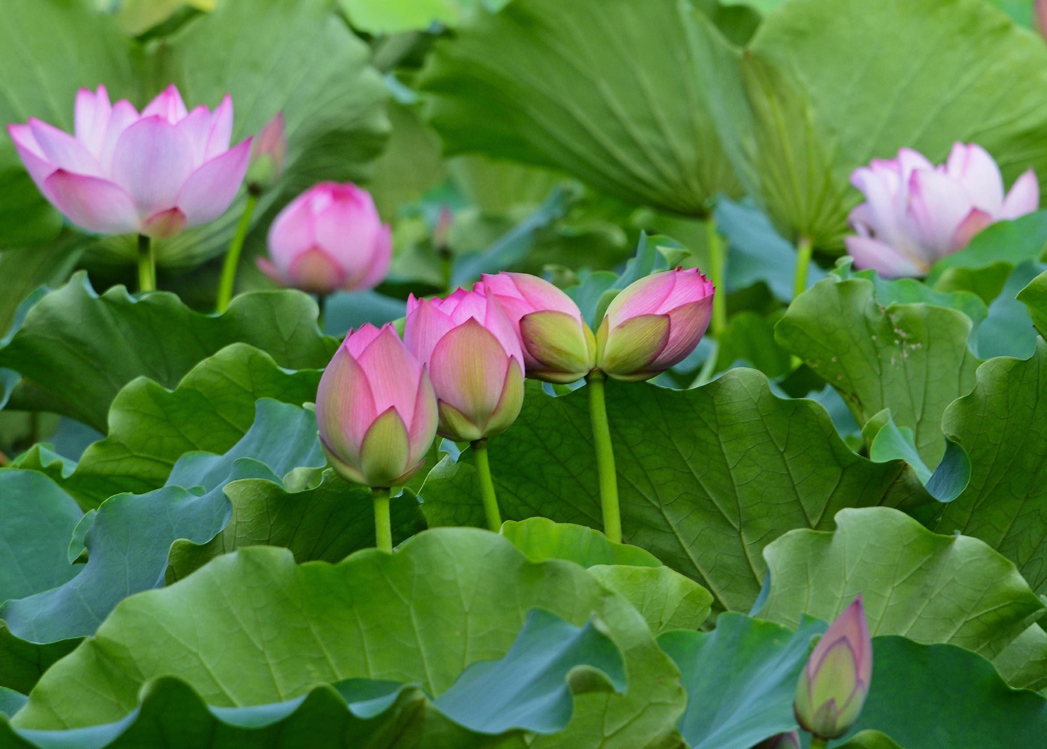 广州花都并蒂莲含苞待放