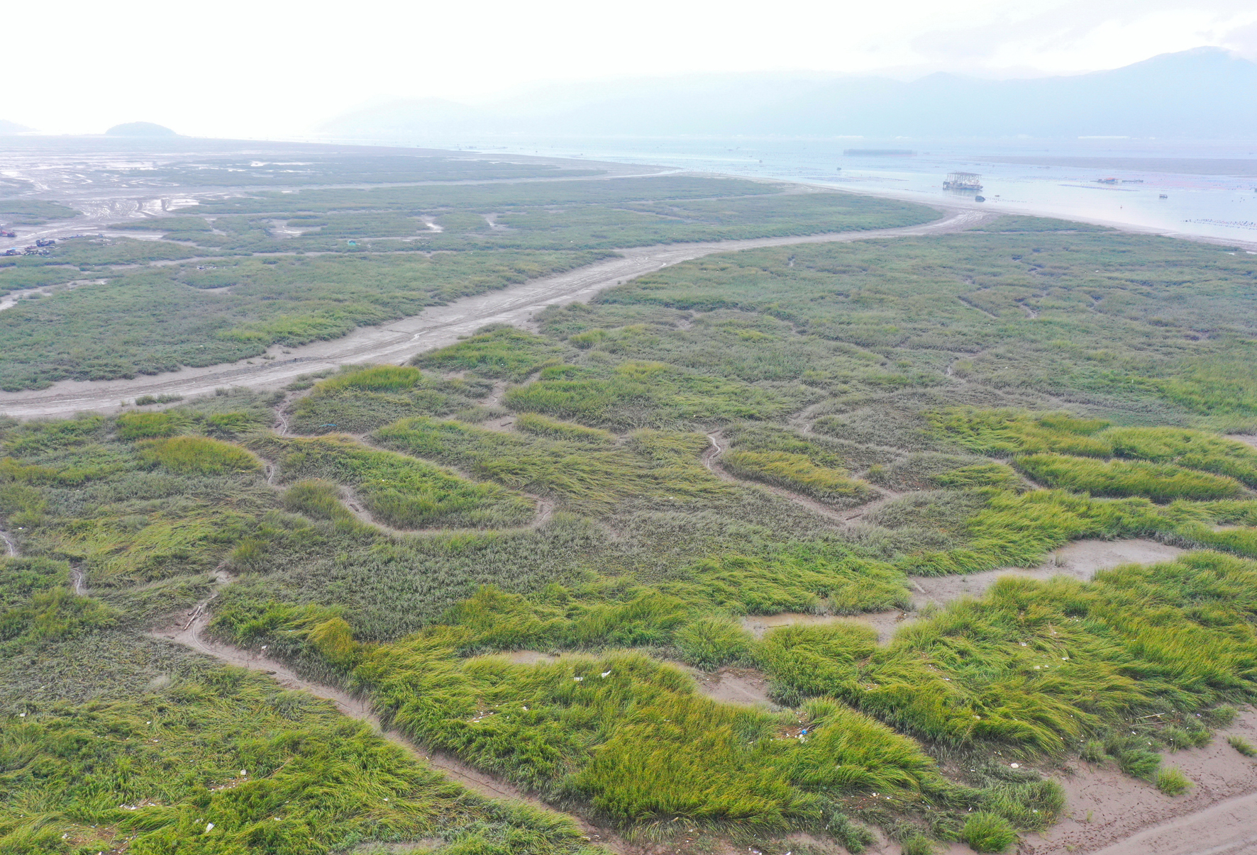 福建沿海滩涂遭遇互花米草烦恼