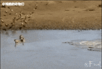 看完还想捏鳄鱼嘴吗？