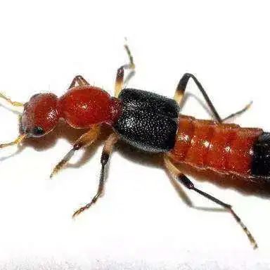 夏季蚊虫出没小心这几种致命飞虫