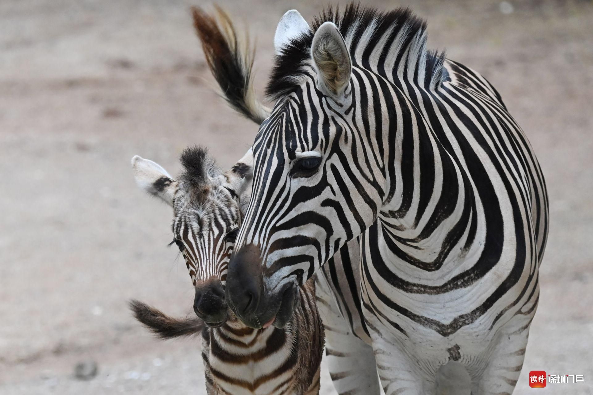 深圳野生动物园斑马母子舐犊情深