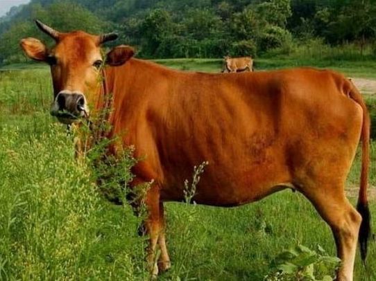 知道主人要卖它,老牛跪地上苦苦哀求,被拒绝后果断离开!休闲区蓝鸢梦想 - Www.slyday.coM 知道主人要卖它,老牛跪地上苦苦哀求,被拒绝后果断离开!休闲区蓝鸢梦想 - Www.slyday.coM