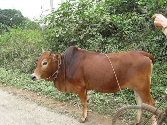 知道主人要卖它,老牛跪地上苦苦哀求,被拒绝后果断离开!休闲区蓝鸢梦想 - Www.slyday.coM 知道主人要卖它,老牛跪地上苦苦哀求,被拒绝后果断离开!休闲区蓝鸢梦想 - Www.slyday.coM