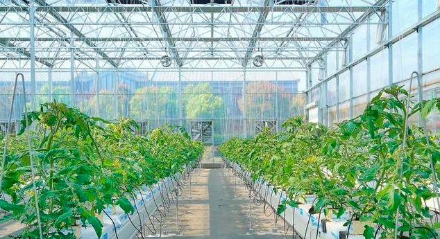 带您发现不一样的温室大棚 财经头条