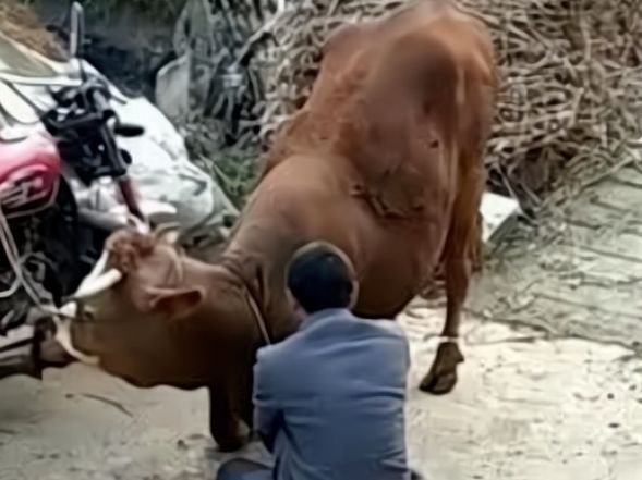 知道主人要卖它,老牛跪地上苦苦哀求,被拒绝后果断离开!休闲区蓝鸢梦想 - Www.slyday.coM 知道主人要卖它,老牛跪地上苦苦哀求,被拒绝后果断离开!休闲区蓝鸢梦想 - Www.slyday.coM