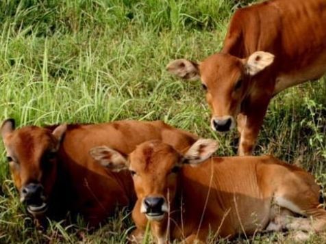 知道主人要卖它,老牛跪地上苦苦哀求,被拒绝后果断离开!休闲区蓝鸢梦想 - Www.slyday.coM 知道主人要卖它,老牛跪地上苦苦哀求,被拒绝后果断离开!休闲区蓝鸢梦想 - Www.slyday.coM