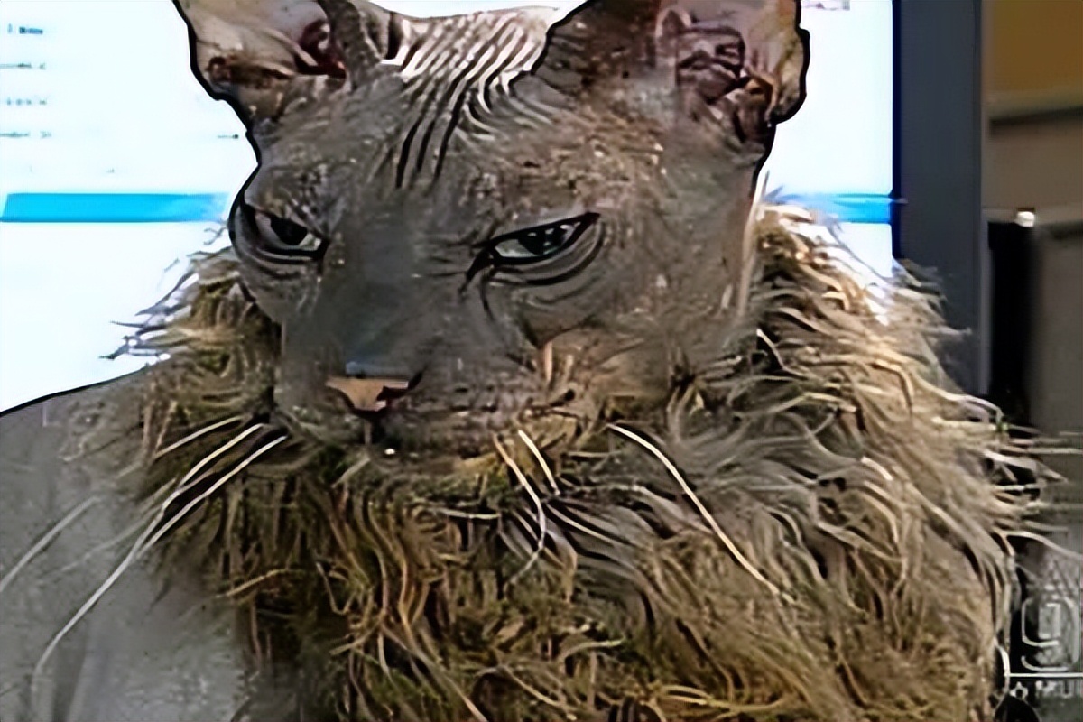 世界上最丑的猫排行榜，真是丑到没朋友|猫|彼得|柯尼斯卷毛猫|卷毛猫|耳朵|柯尼斯|排行榜|朋友|皮肤|折皱|夏特尔_新浪新闻
