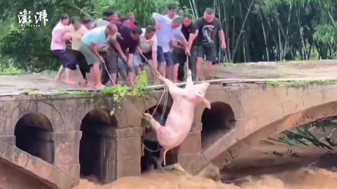 玉林一只猪冲到桥涵被群众携手捞起被五花大绑抬上桥6月9日广西玉林