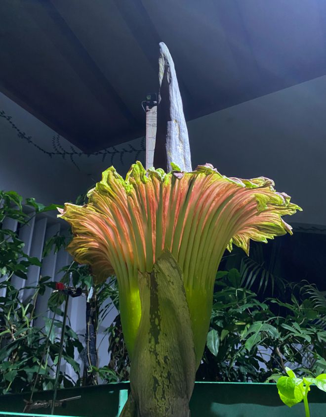 "尸香魔芋"时隔5年2次开花,腥臭难闻犹如尸臭,游客却排队闻味