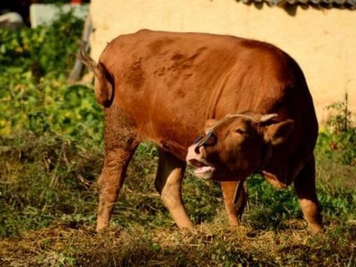 知道主人要卖它,老牛跪地上苦苦哀求,被拒绝后果断离开!休闲区蓝鸢梦想 - Www.slyday.coM 知道主人要卖它,老牛跪地上苦苦哀求,被拒绝后果断离开!休闲区蓝鸢梦想 - Www.slyday.coM