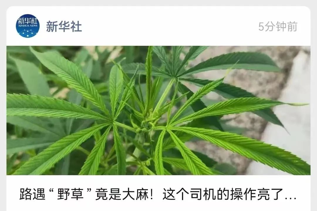如果你看到大麻 可以不忙着报警 毒品 印度 新浪新闻
