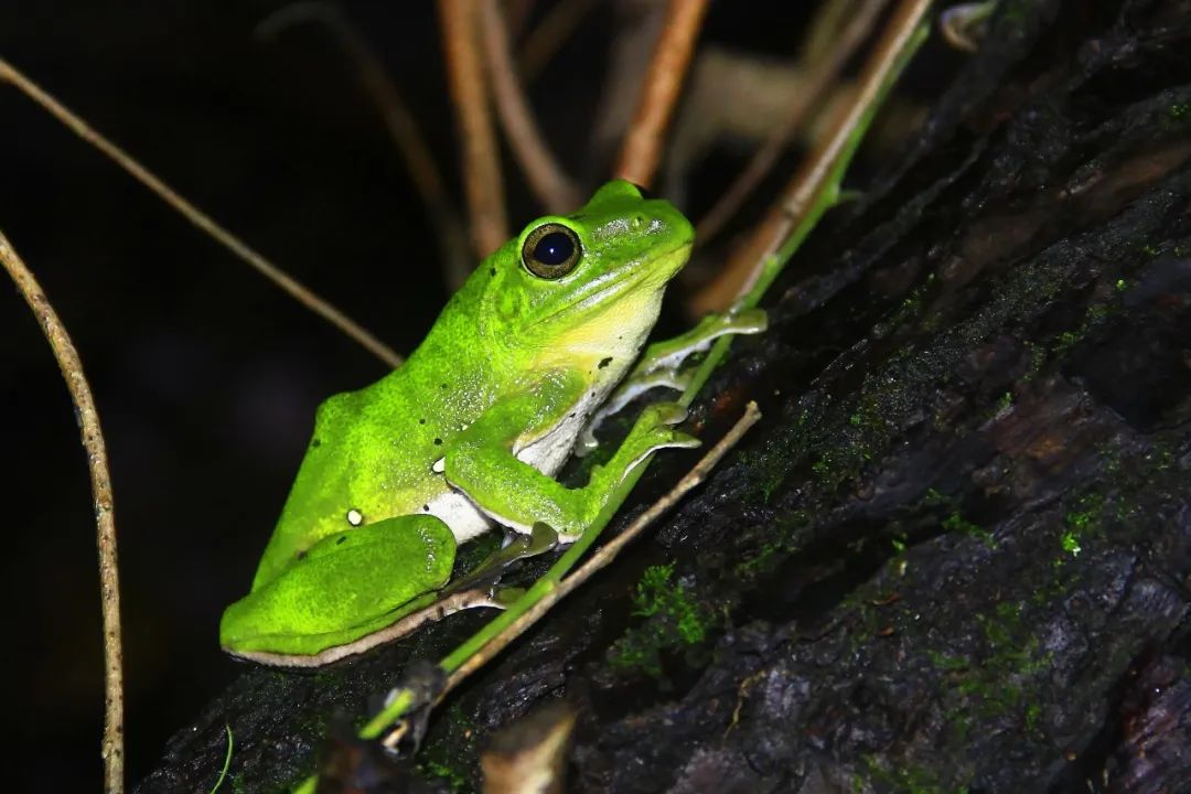 大树蛙在观察一只鹿蛾时,突然觉察不远处有动静,还听到几声咳嗽似的