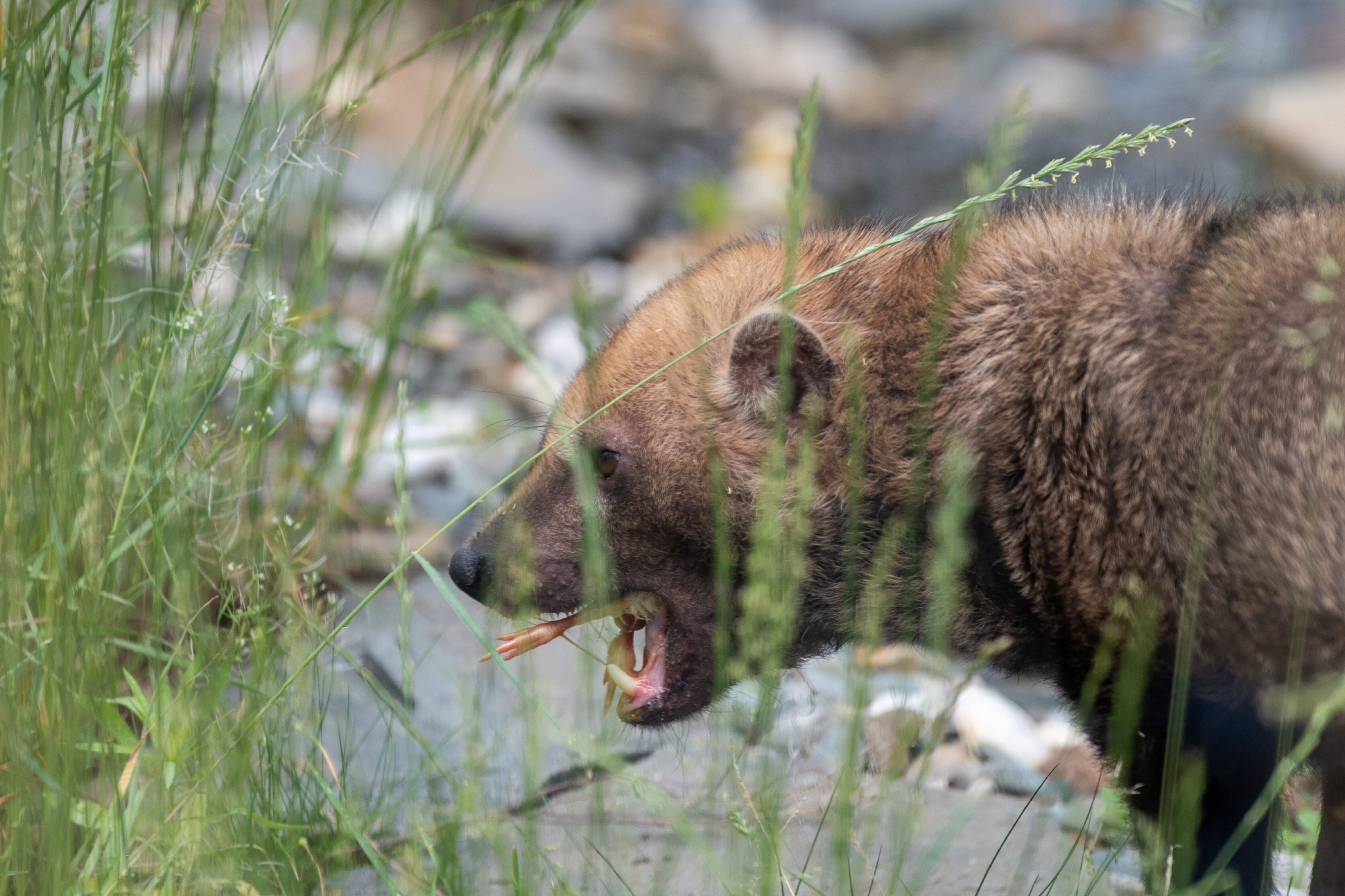 罗兹动物园的薮犬