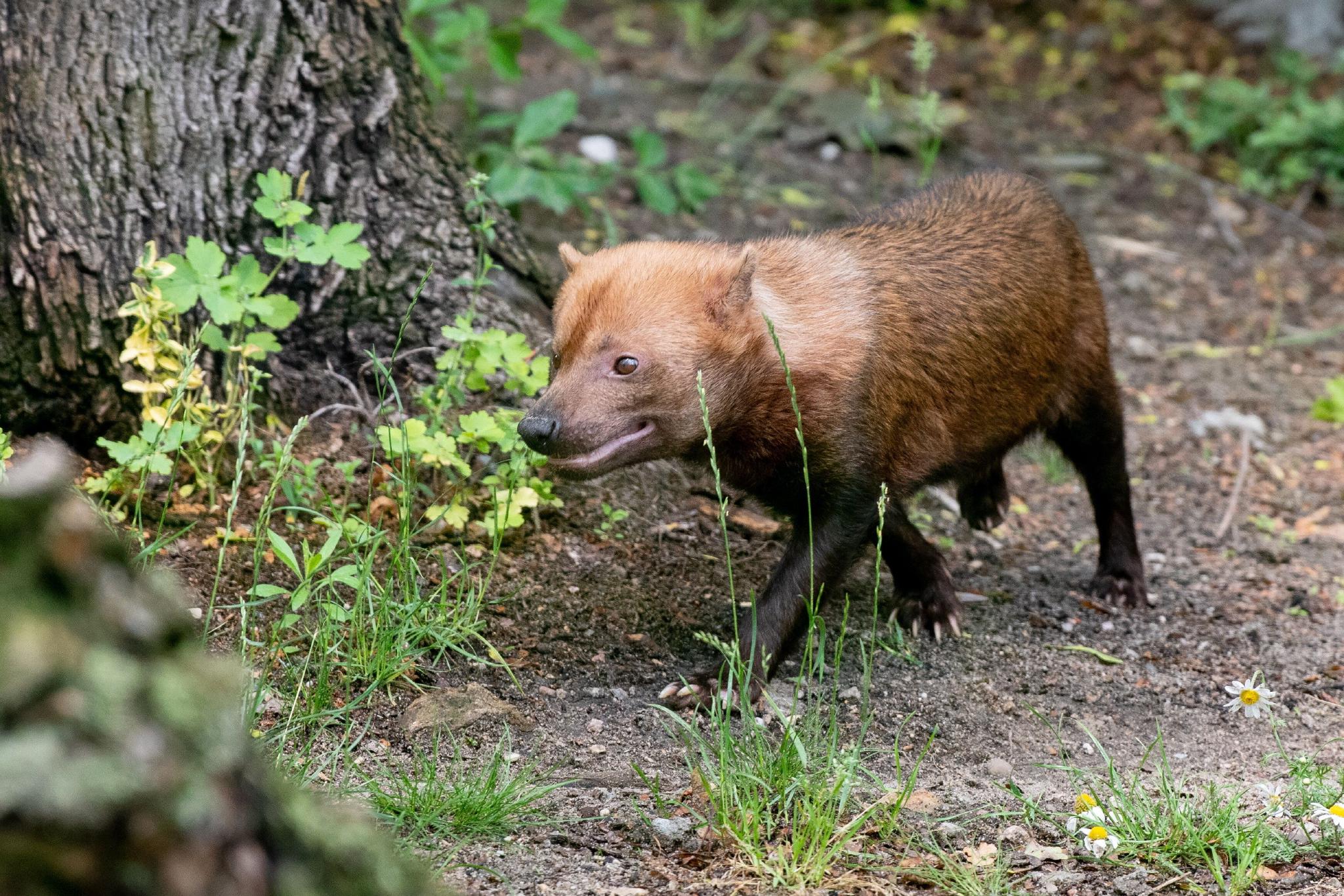 罗兹动物园的薮犬