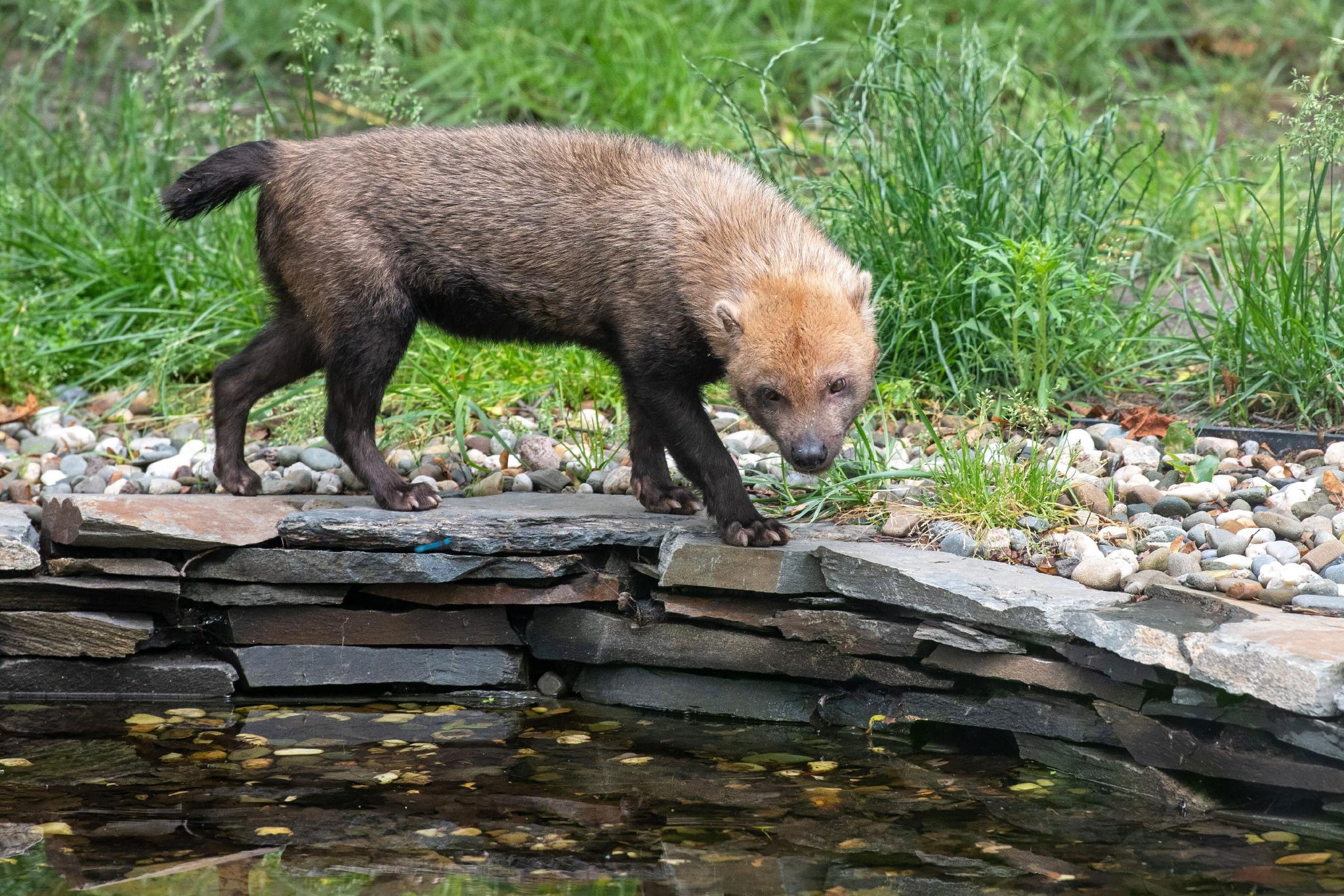 罗兹动物园的薮犬