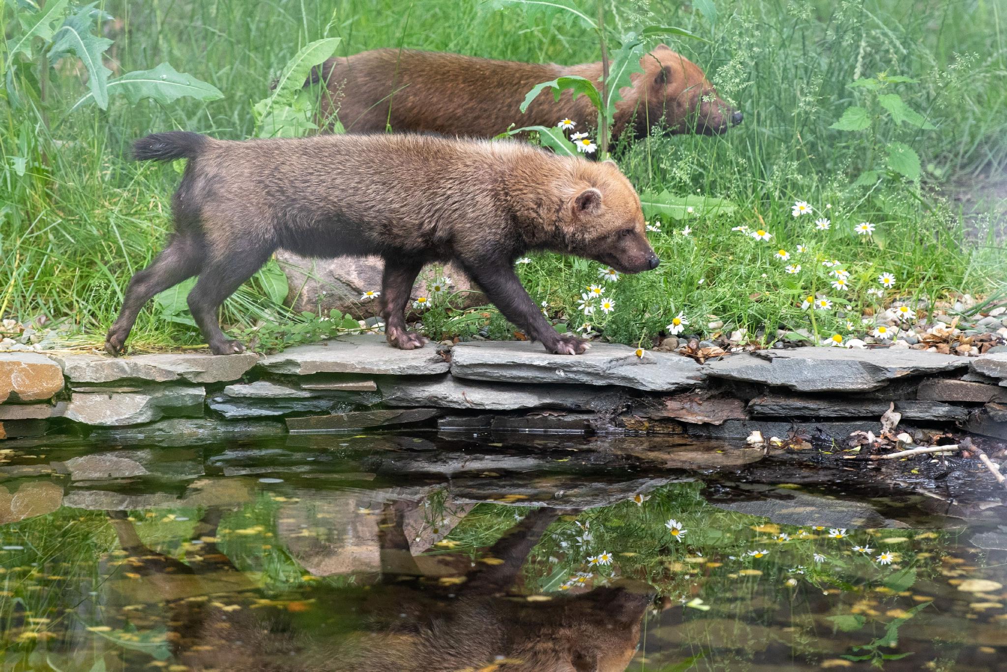 罗兹动物园的薮犬