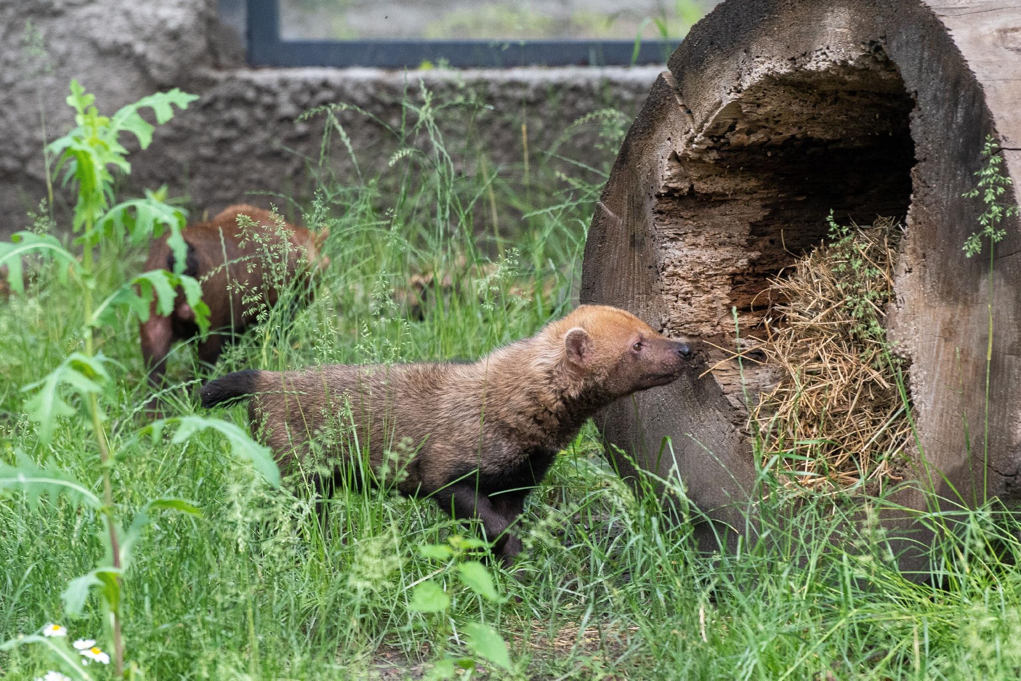 罗兹动物园的薮犬