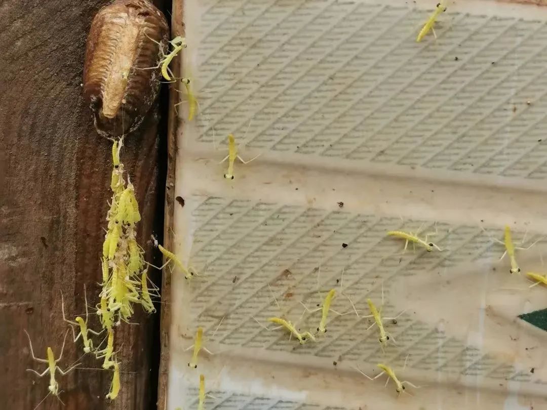 端午亦有驱"五毒"的习俗,而蜈蚣,毒蛇,蝎子,壁虎,蟾蜍无一都会捕食