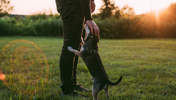 新希望集团投资狗大夫踩雷养猪大户的宠物生意不好做