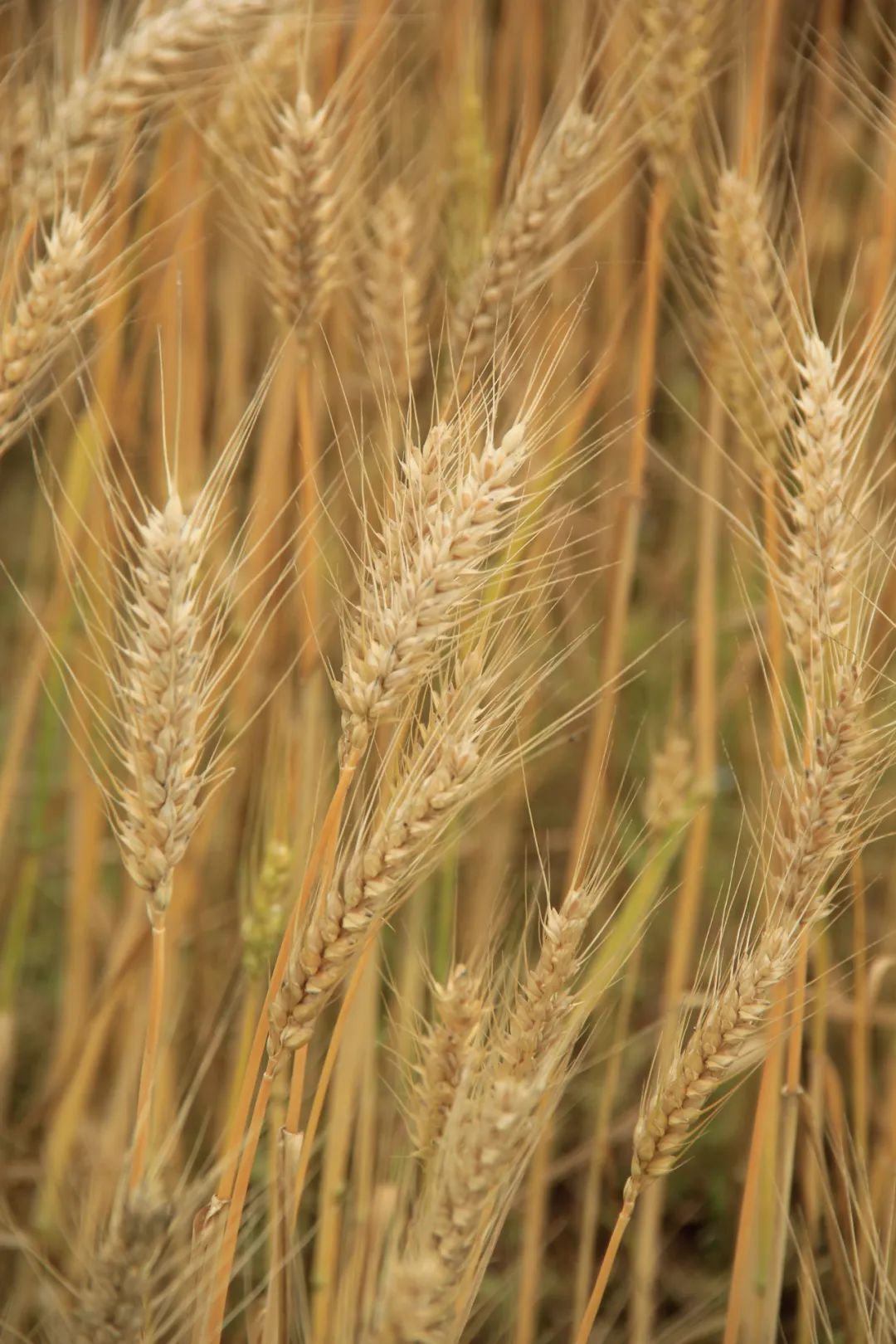 自然散步 | 岳麓山物候·芒种