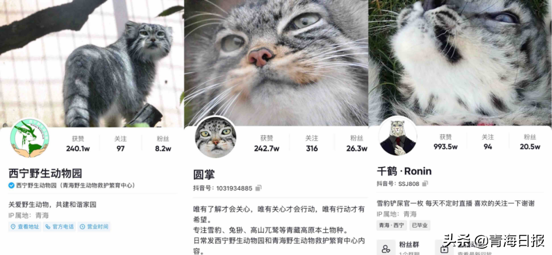 西宁野生动物园走红，兔狲“连续剧”引数十万网友围观！休闲区蓝鸢梦想 - Www.slyday.coM
