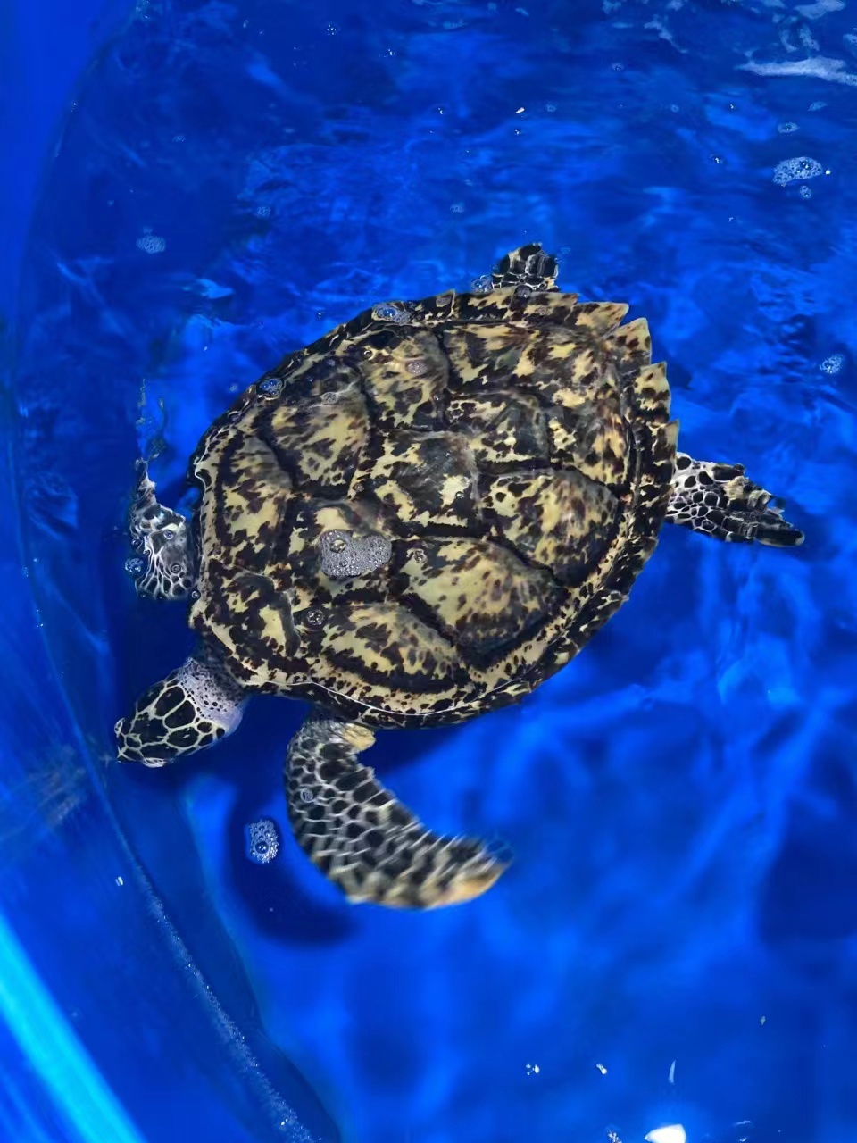 漂洋过海来做客,大连海域首次发现几近绝迹的玳瑁|玳瑁|大连市_新浪新