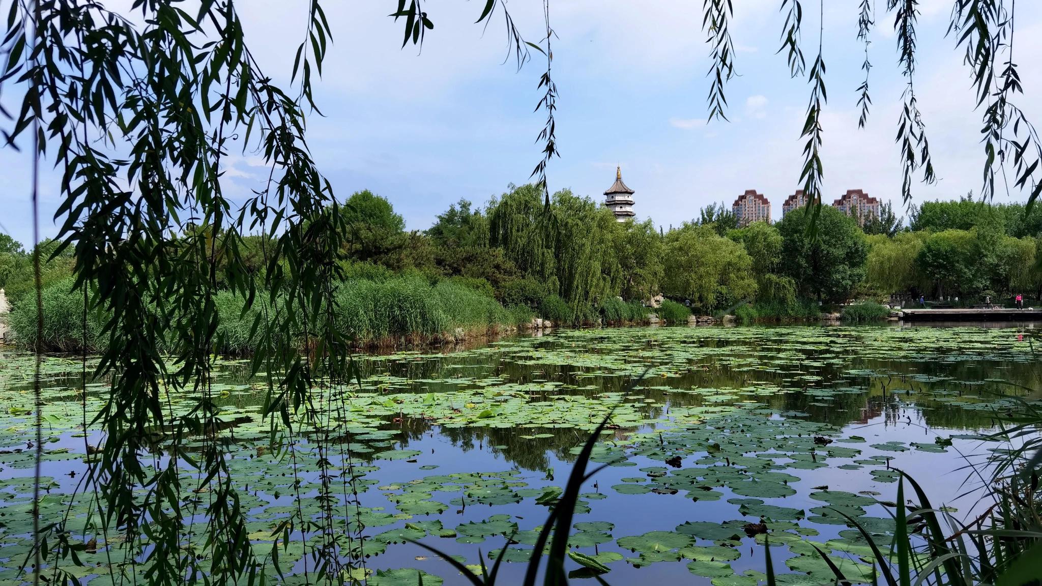 北宁公园夏日小景_新浪新闻