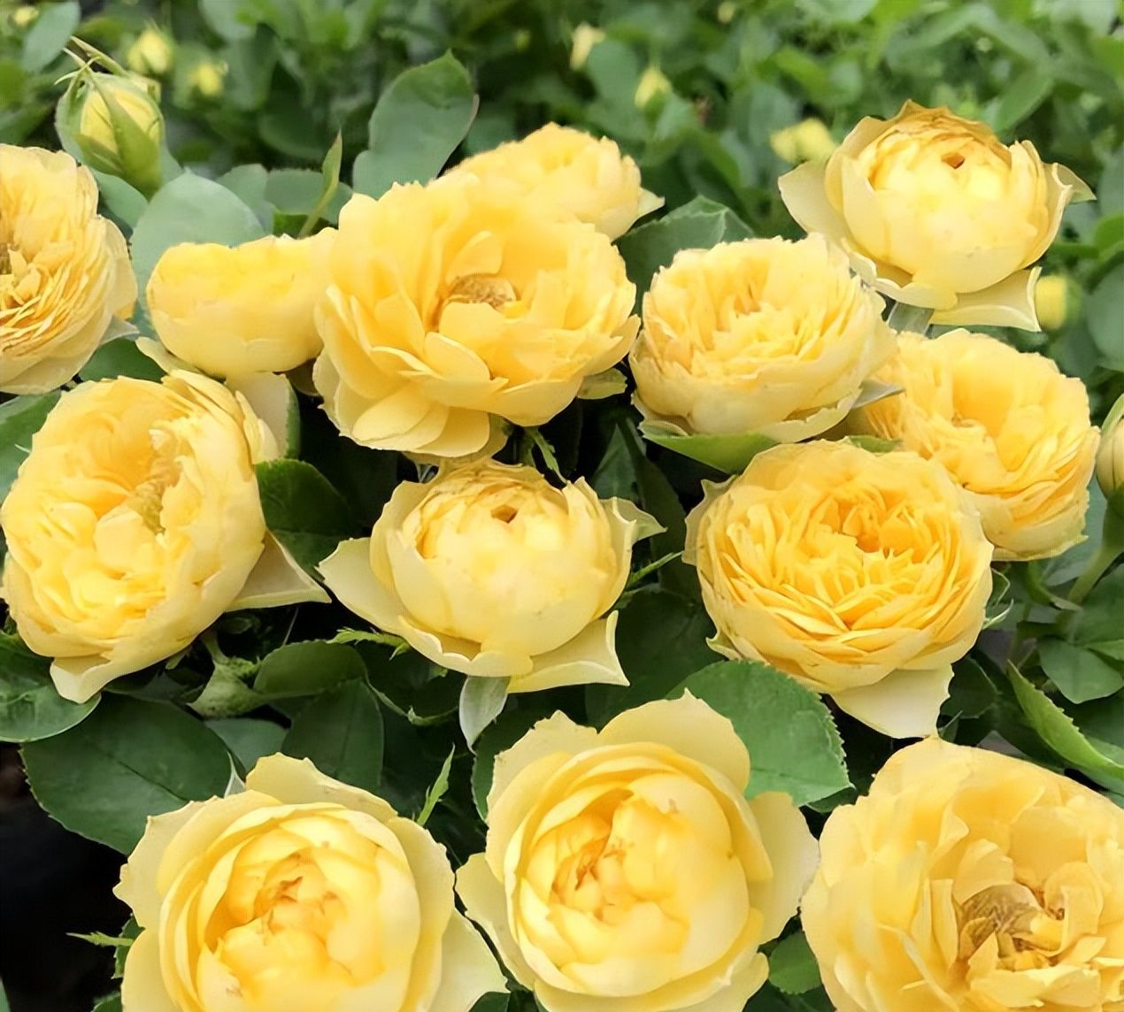 贵州小姐姐在阳台养了一片金丝雀,颜值高开花旺,谁见了都夸美|贵州