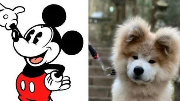 抱回家一只小萌狗,养了几个月后才发现,它的长相过分潦草了吧!休闲区蓝鸢梦想 - Www.slyday.coM 抱回家一只小萌狗,养了几个月后才发现,它的长相过分潦草了吧!休闲区蓝鸢梦想 - Www.slyday.coM