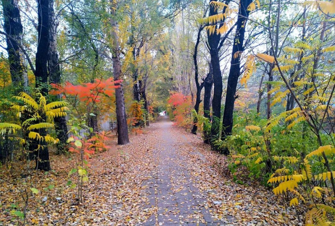 在南宋王沂孙看来秋天的落叶不仅带来悲伤还带来故国之思
