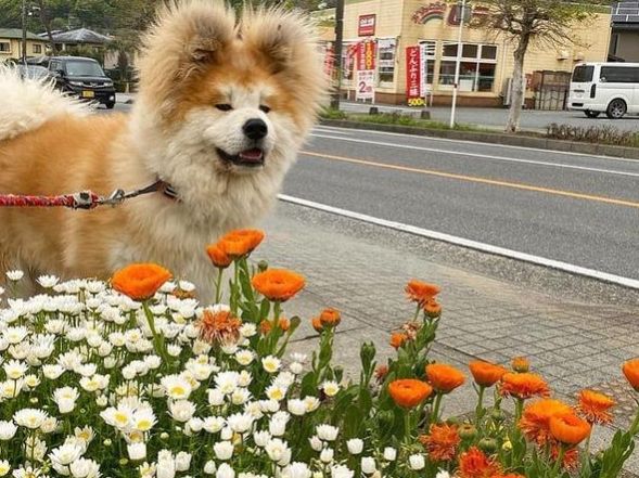 抱回家一只小萌狗,养了几个月后才发现,它的长相过分潦草了吧!休闲区蓝鸢梦想 - Www.slyday.coM 抱回家一只小萌狗,养了几个月后才发现,它的长相过分潦草了吧!休闲区蓝鸢梦想 - Www.slyday.coM