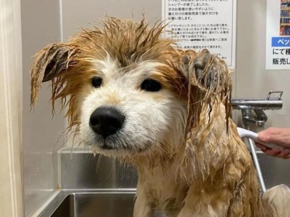 抱回家一只小萌狗,养了几个月后才发现,它的长相过分潦草了吧!休闲区蓝鸢梦想 - Www.slyday.coM 抱回家一只小萌狗,养了几个月后才发现,它的长相过分潦草了吧!休闲区蓝鸢梦想 - Www.slyday.coM