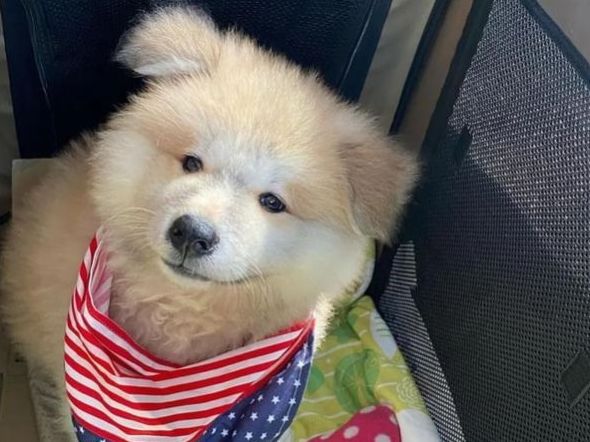 抱回家一只小萌狗,养了几个月后才发现,它的长相过分潦草了吧!休闲区蓝鸢梦想 - Www.slyday.coM 抱回家一只小萌狗,养了几个月后才发现,它的长相过分潦草了吧!休闲区蓝鸢梦想 - Www.slyday.coM