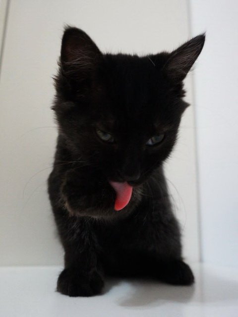 黑猫|舌头|陈雅雯_新浪新闻