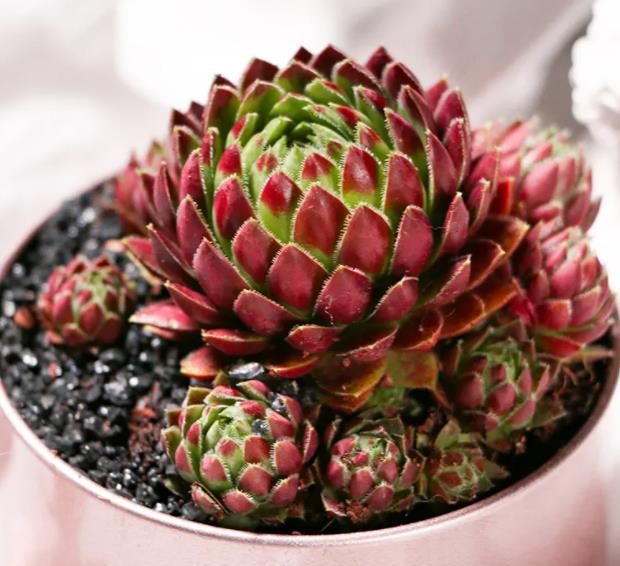 5种多肉真霸气,小圆盆养不好,种在大方盆里,新芽从盆边露出来休闲区蓝鸢梦想 - Www.slyday.coM 5种多肉真霸气,小圆盆养不好,种在大方盆里,新芽从盆边露出来休闲区蓝鸢梦想 - Www.slyday.coM