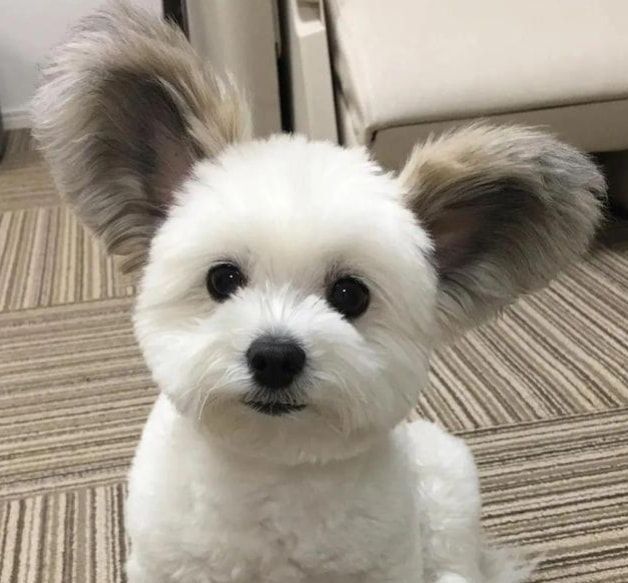 抱回家一只小萌狗,养了几个月后才发现,它的长相过分潦草了吧!休闲区蓝鸢梦想 - Www.slyday.coM 抱回家一只小萌狗,养了几个月后才发现,它的长相过分潦草了吧!休闲区蓝鸢梦想 - Www.slyday.coM