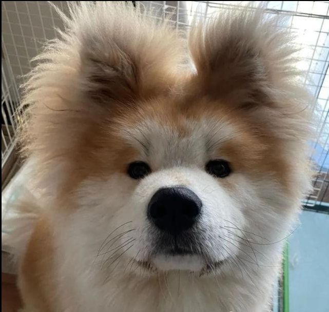 抱回家一只小萌狗,养了几个月后才发现,它的长相过分潦草了吧!休闲区蓝鸢梦想 - Www.slyday.coM 抱回家一只小萌狗,养了几个月后才发现,它的长相过分潦草了吧!休闲区蓝鸢梦想 - Www.slyday.coM