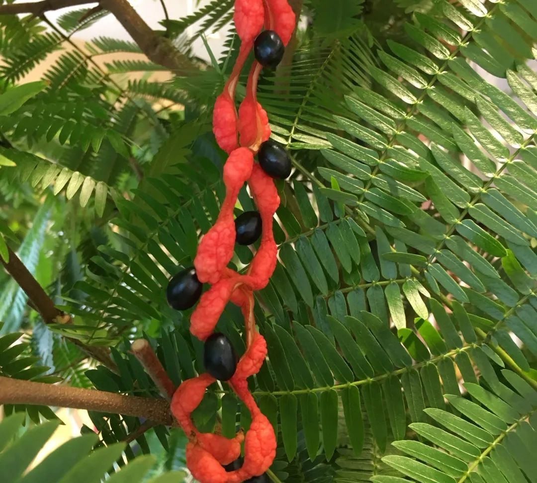 密叶猴耳环有一个非常独特的地方,就是好像很多豆科植物一样,它们的