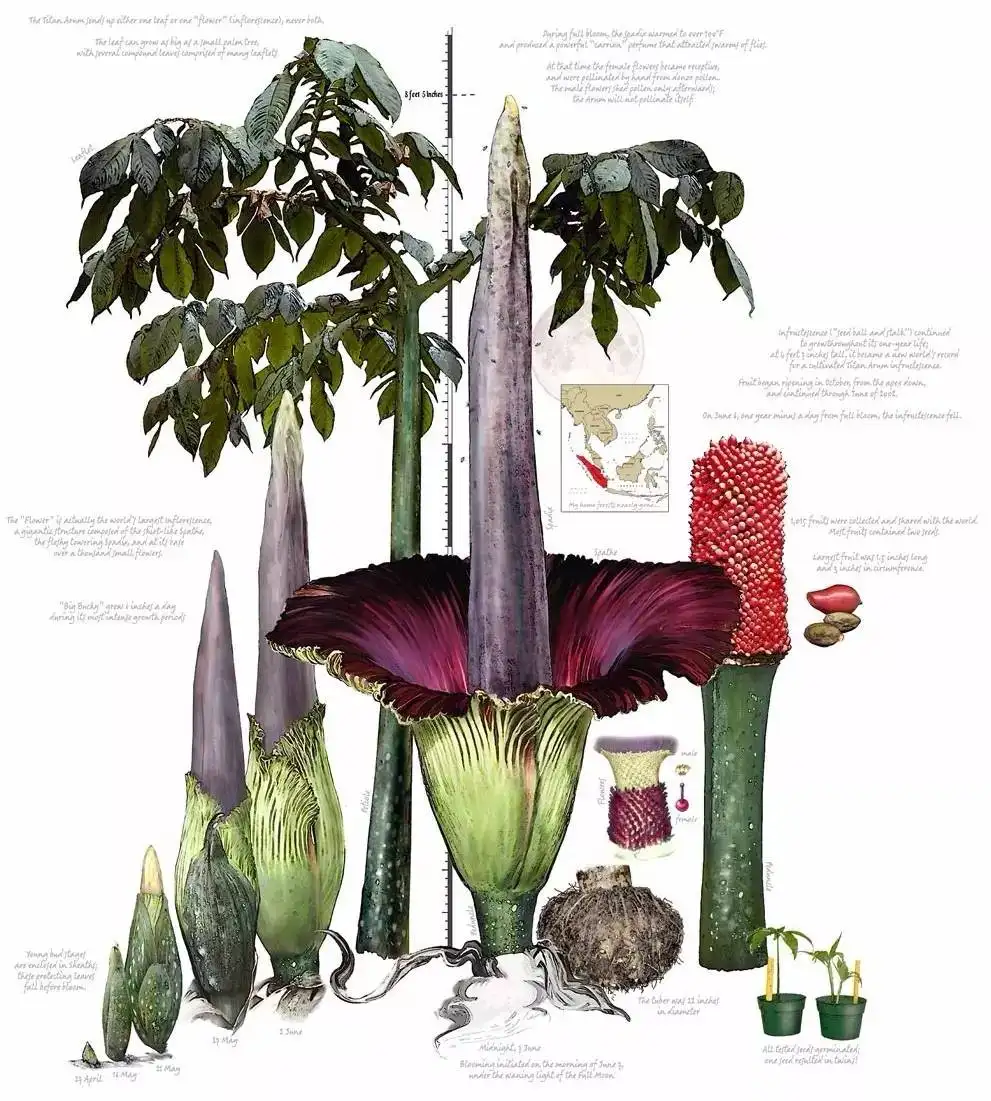 "尸香魔芋"时隔5年2次开花,腥臭难闻犹如尸臭,游客却排队闻味|腐败