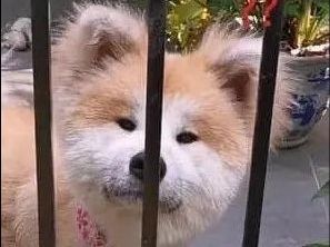 抱回家一只小萌狗,养了几个月后才发现,它的长相过分潦草了吧!休闲区蓝鸢梦想 - Www.slyday.coM 抱回家一只小萌狗,养了几个月后才发现,它的长相过分潦草了吧!休闲区蓝鸢梦想 - Www.slyday.coM