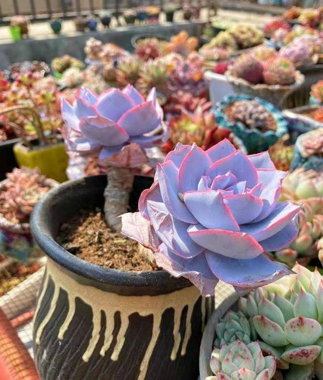 看看极致状态下的广寒宫,仙气十足|广寒宫|仙气|叶片_新浪新闻